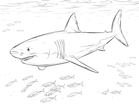 Great White Shark With Pilot Fishes Coloring Page